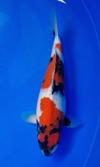 Koi