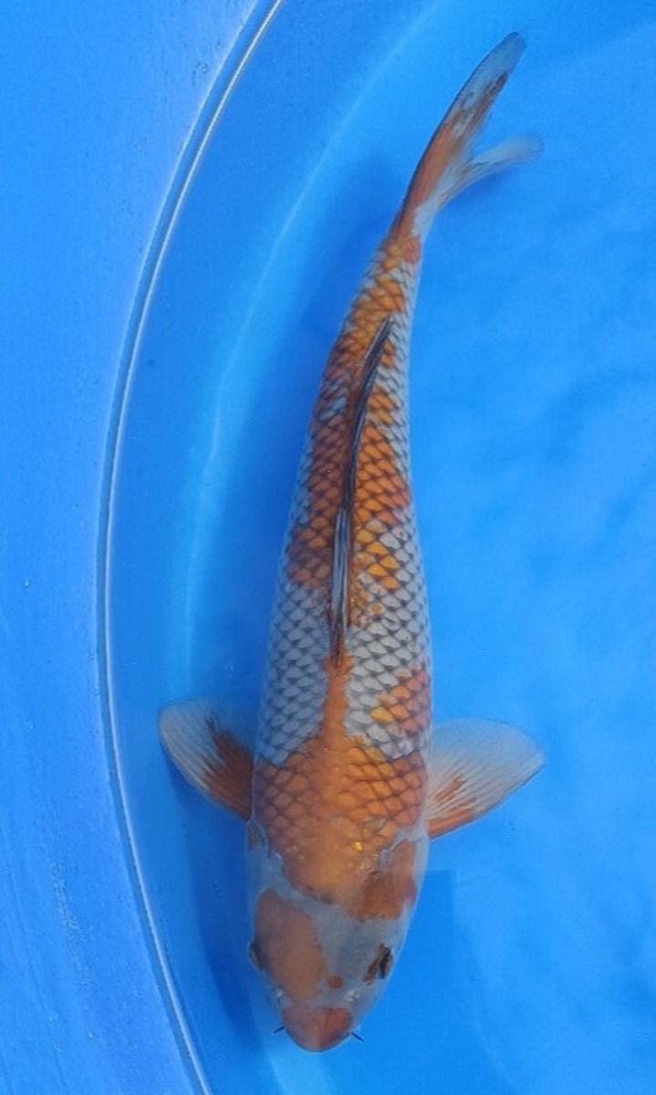 Koi picture