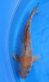 Koi