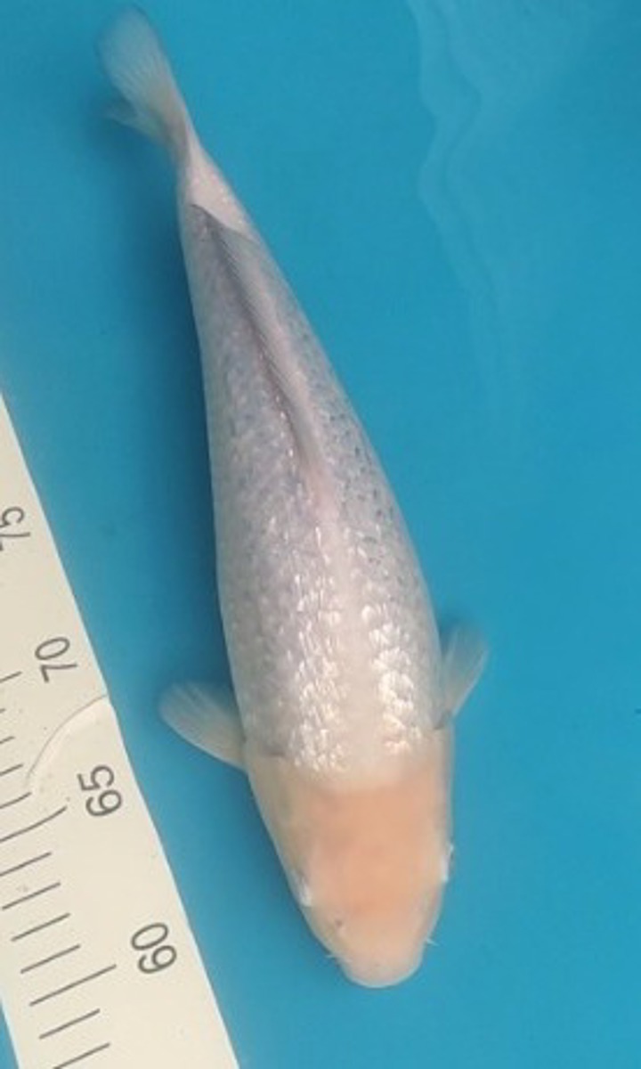 Koi picture