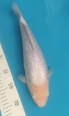 Koi