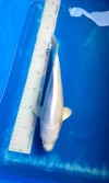 Koi