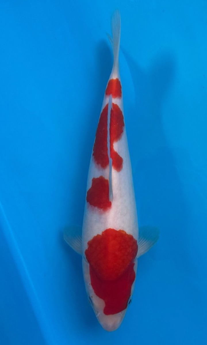 Koi picture
