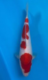 Koi
