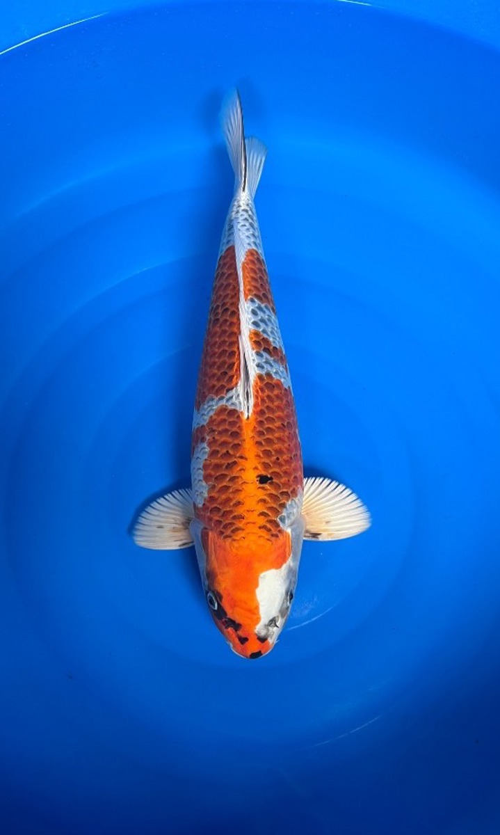 Koi picture