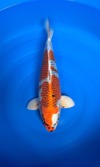 Koi