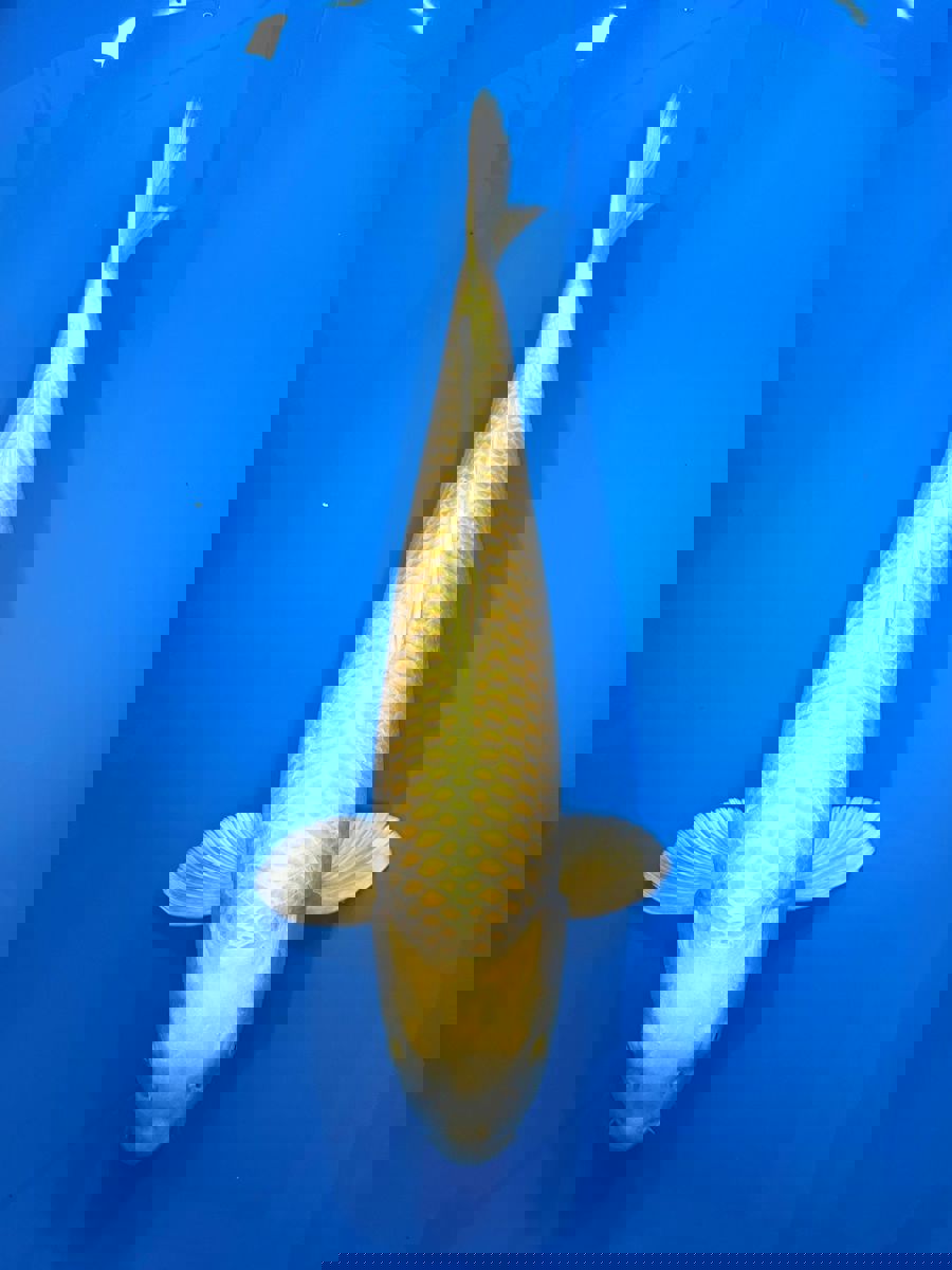 Koi picture