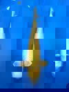 Koi