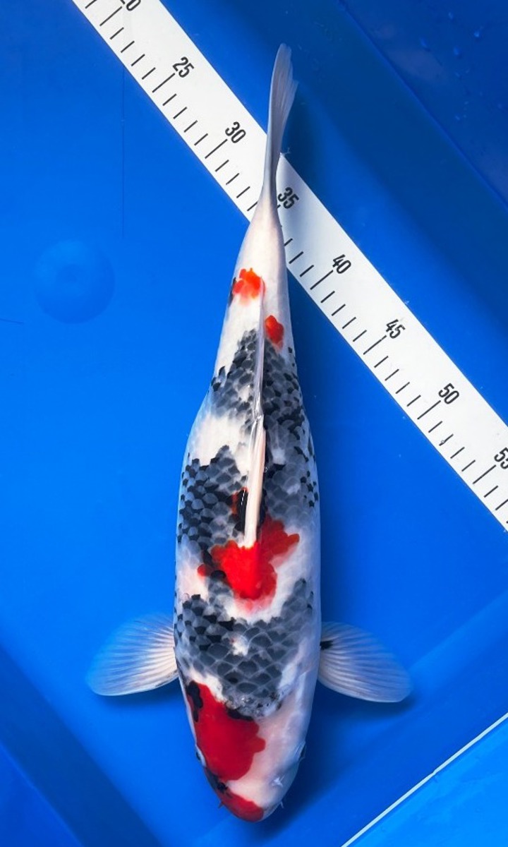 Koi picture
