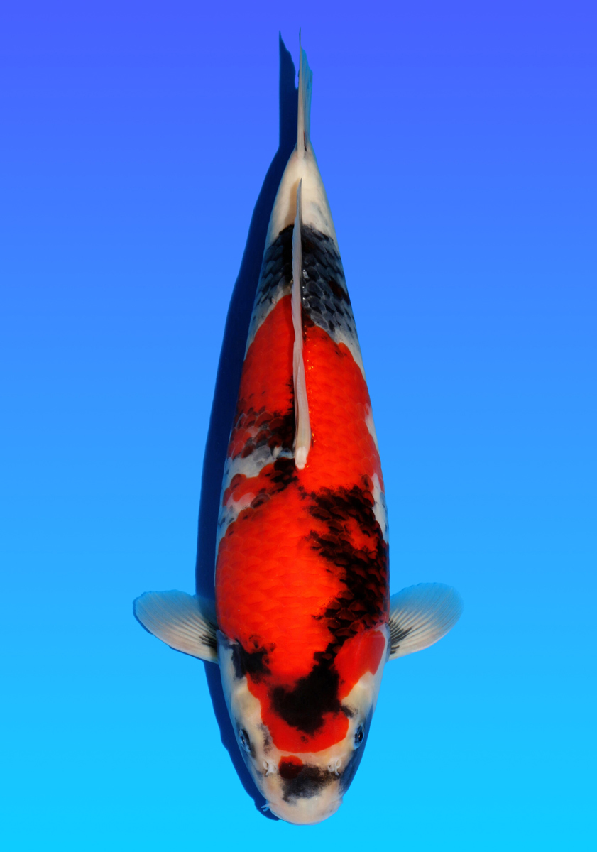 Koi picture