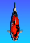 Koi