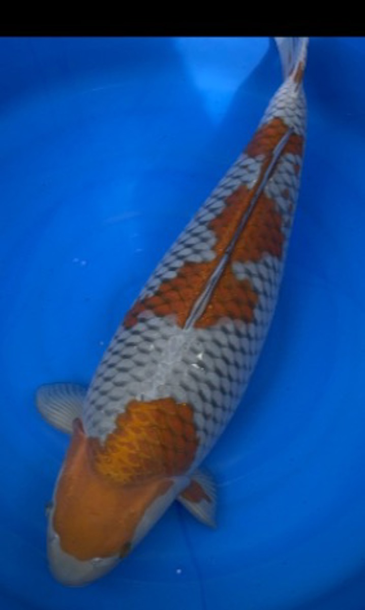 Koi picture