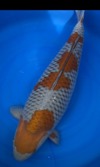 Koi