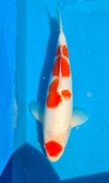 Koi