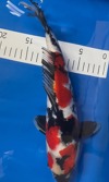 Koi