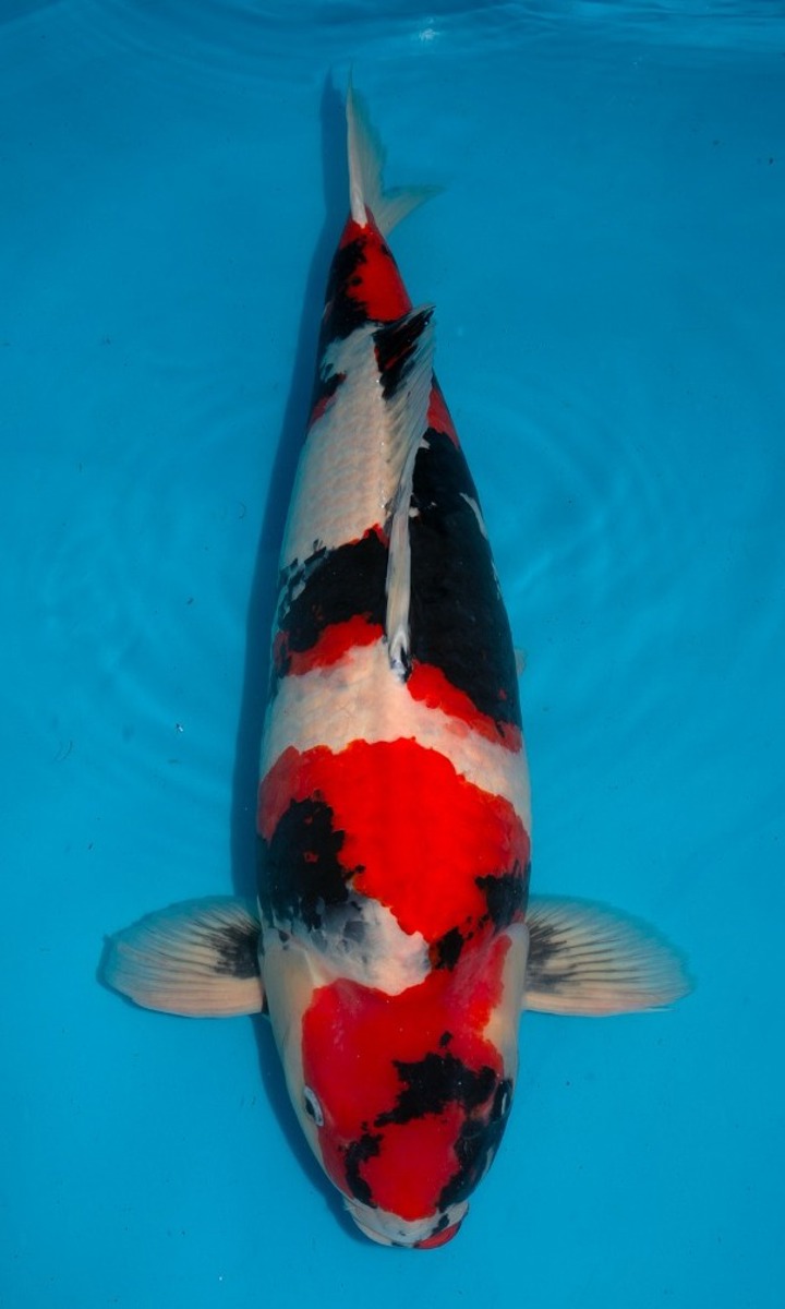 Koi picture