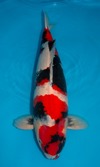 Koi