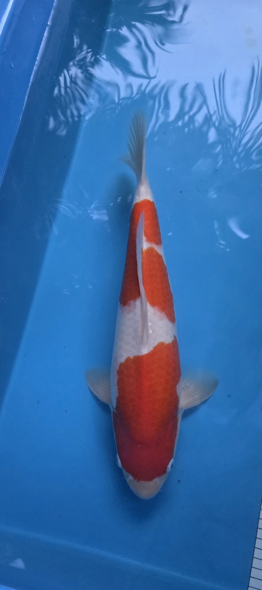 Koi picture