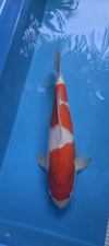 Koi