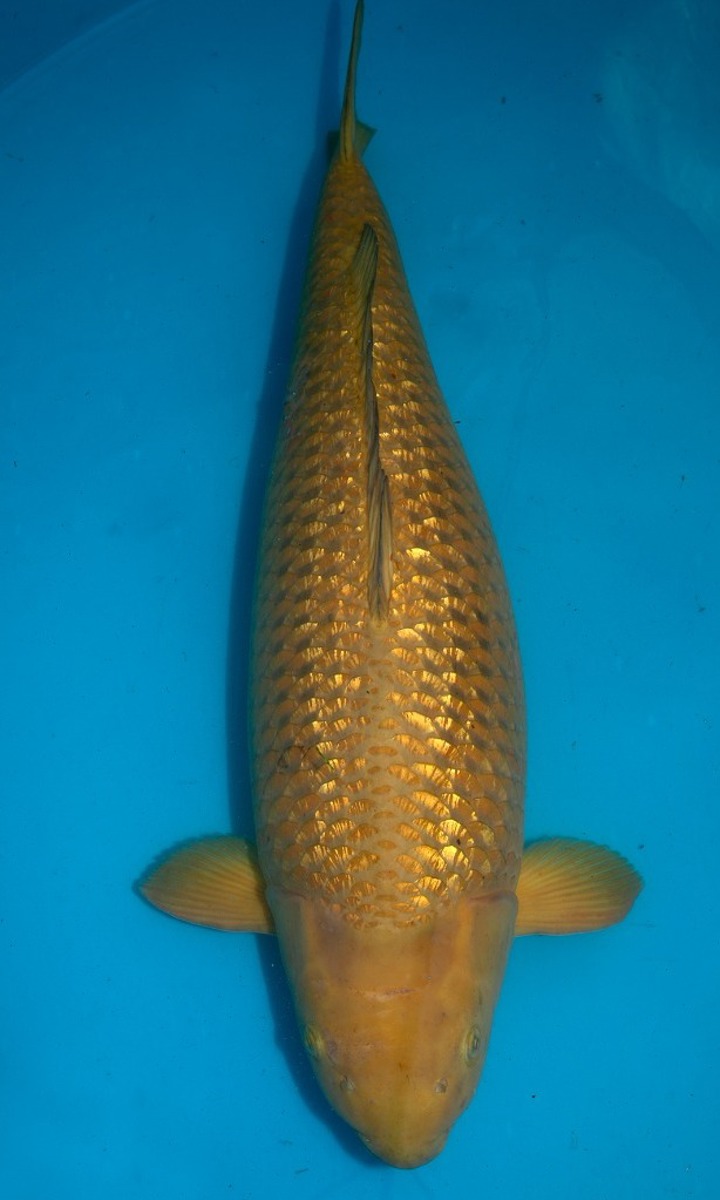 Koi picture