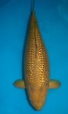 Koi