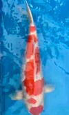 Koi