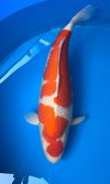 Koi