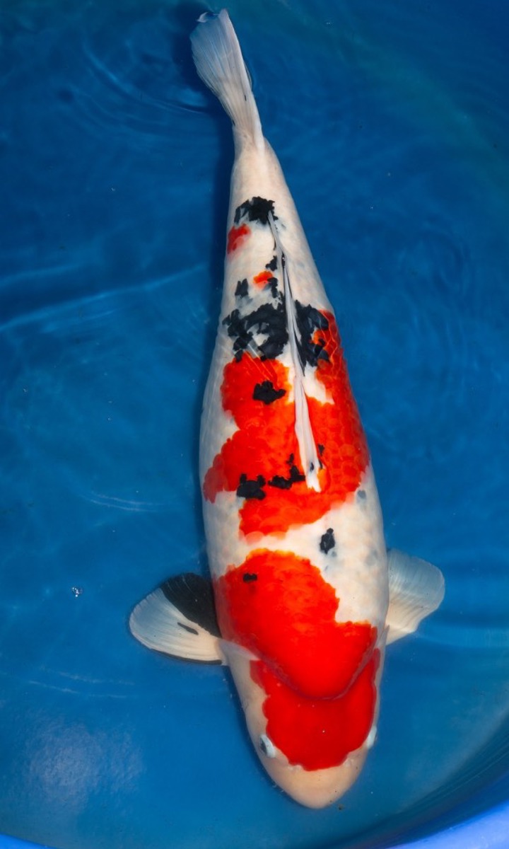 Koi picture