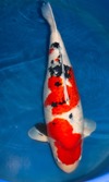 Koi