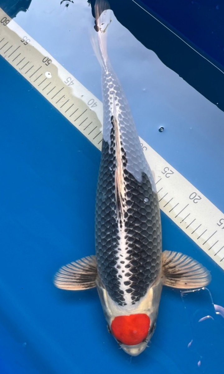 Koi picture
