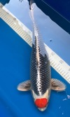 Koi