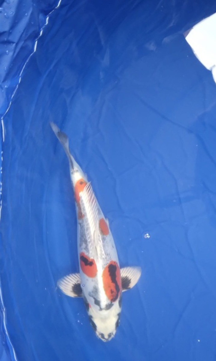 Koi picture