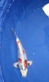 Koi