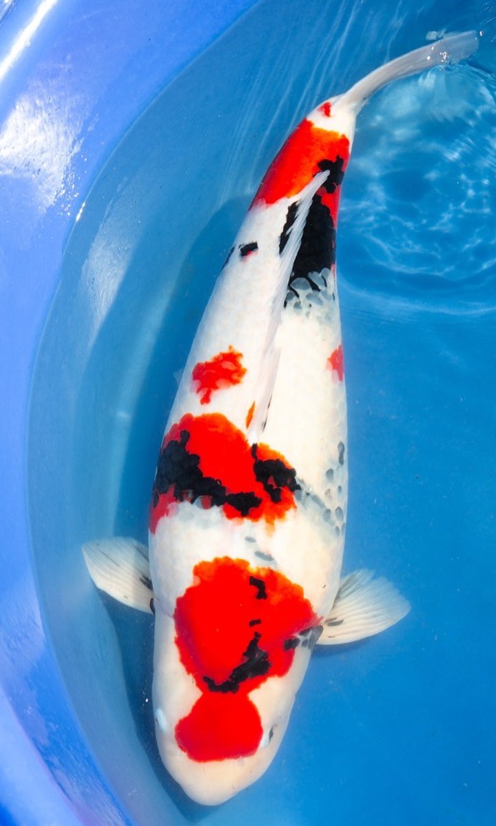 Koi picture