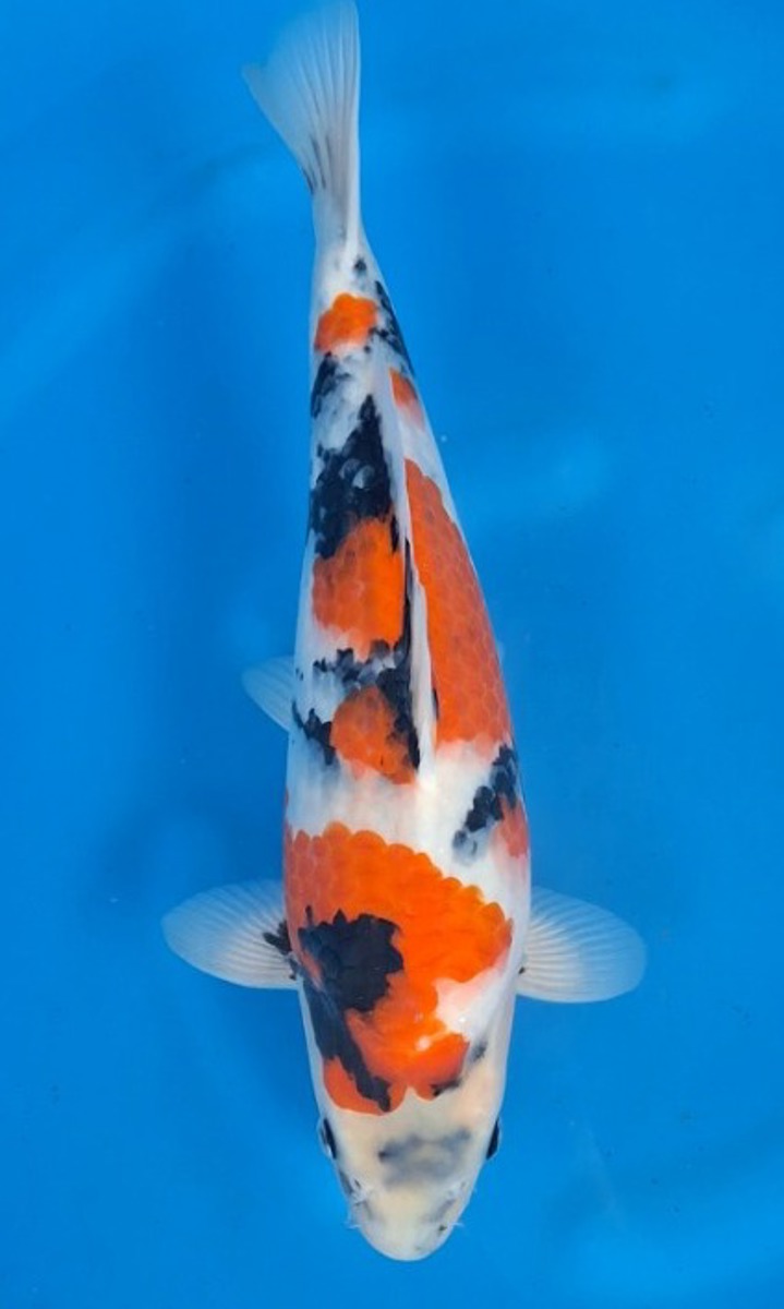 Koi picture