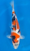 Koi