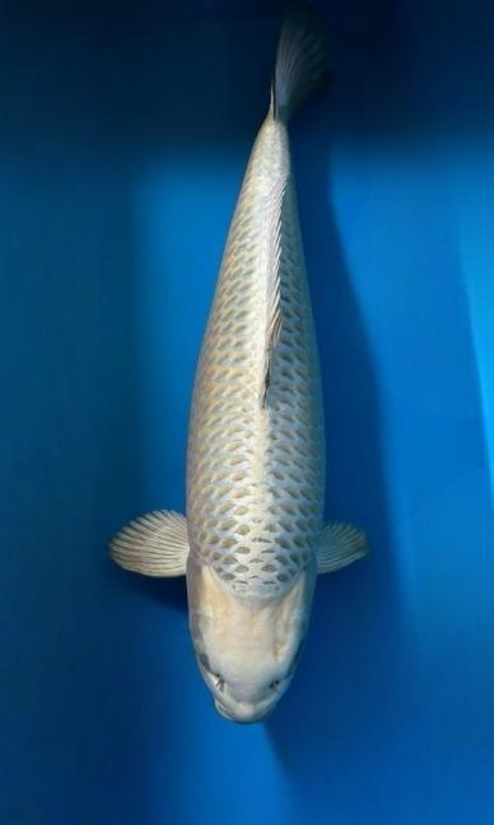 Koi picture
