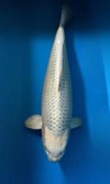 Koi