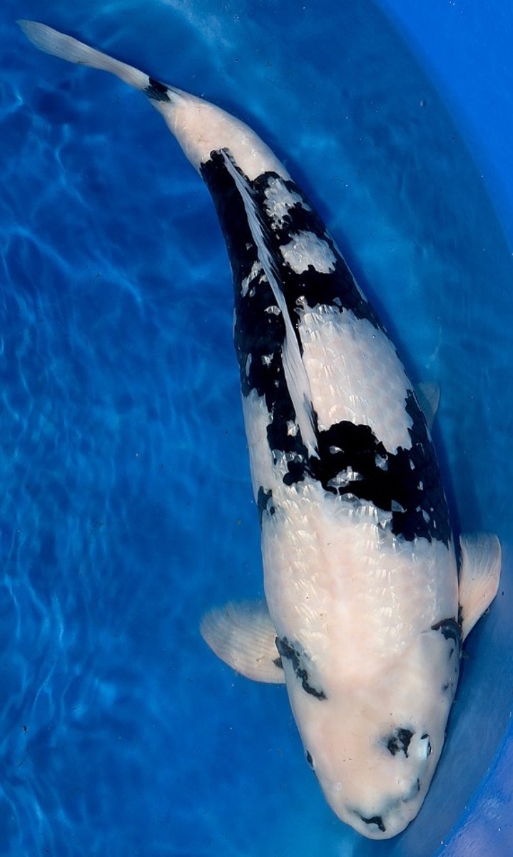 Koi picture