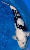 Koi