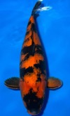 Koi