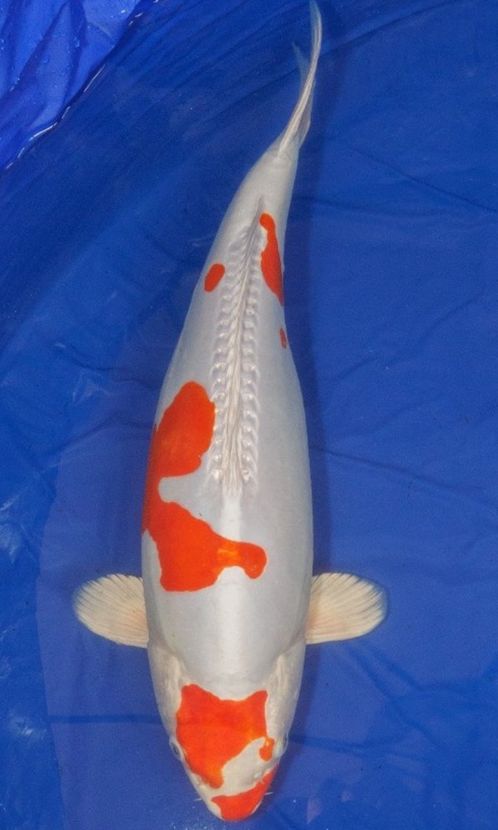 Koi picture