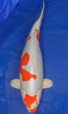 Koi