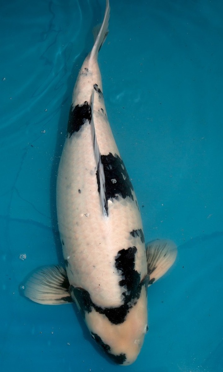 Koi picture