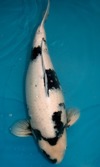 Koi