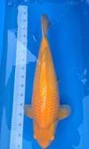 Koi