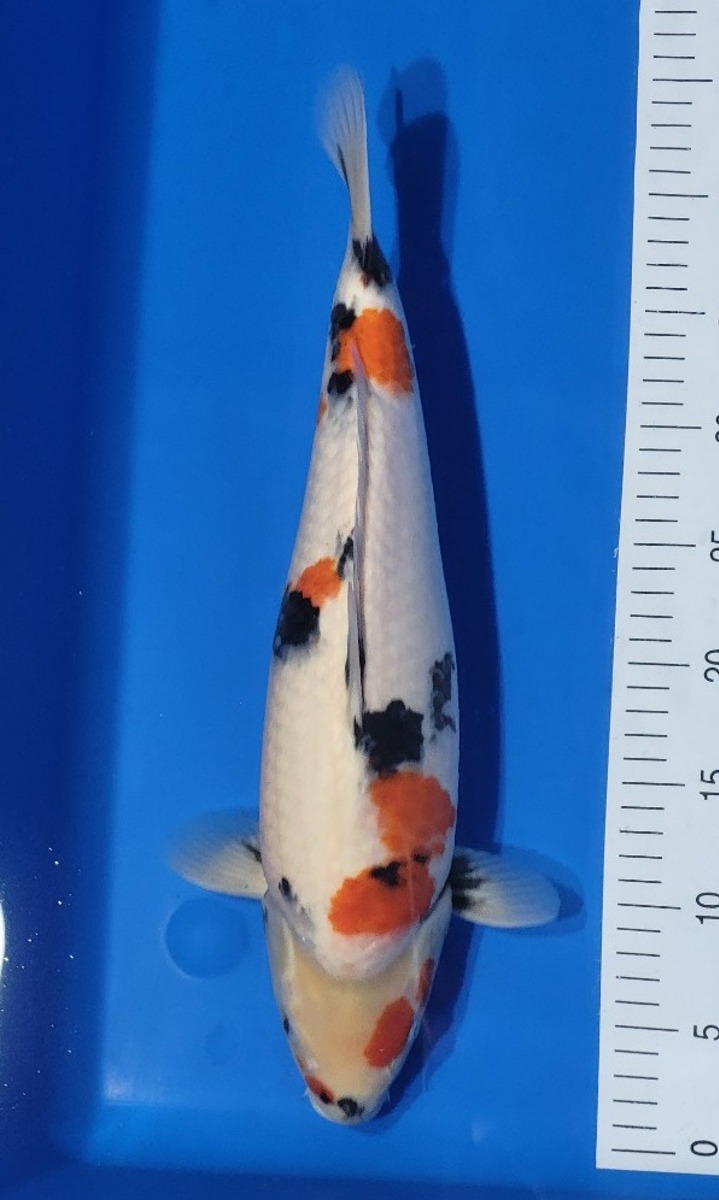 Koi picture