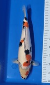 Koi