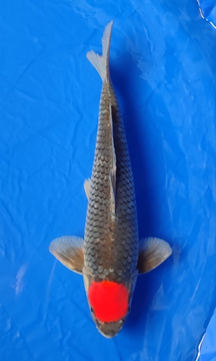 Koi picture