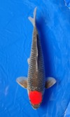Koi